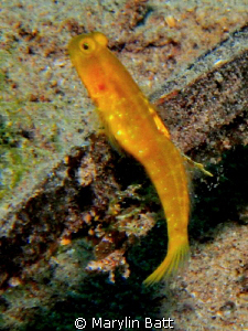 Pretty Yellow Blenny would hold still for a picture but n... by Marylin Batt 